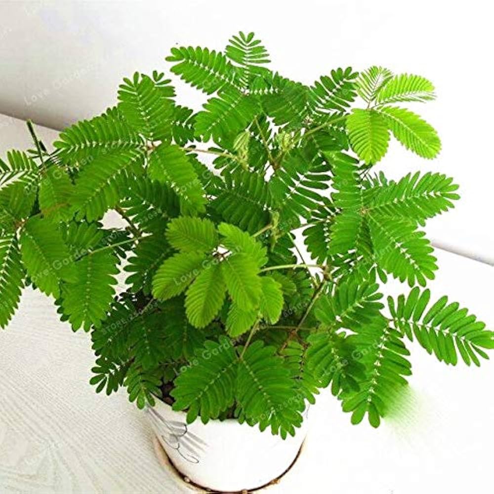 Bashfulgrass Mimosa Pudica Linn seeds sprouting into sensitive plants with fern-like leaves that fold when touched and small pink puffball blooms